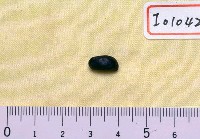 藏品(魚化石)的圖片